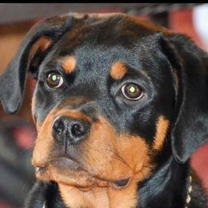 Meet your Posher, Rhonda